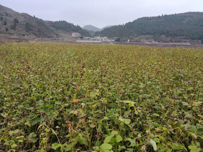 苦荞茶
