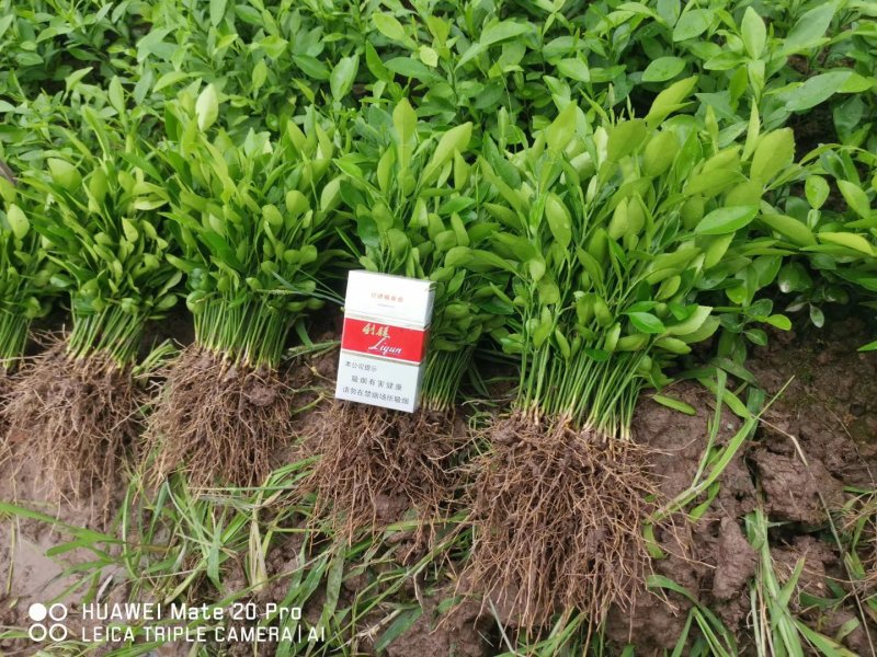 长叶软枝香橙苗，香橙苗基地直发品种保证欢迎来电订购