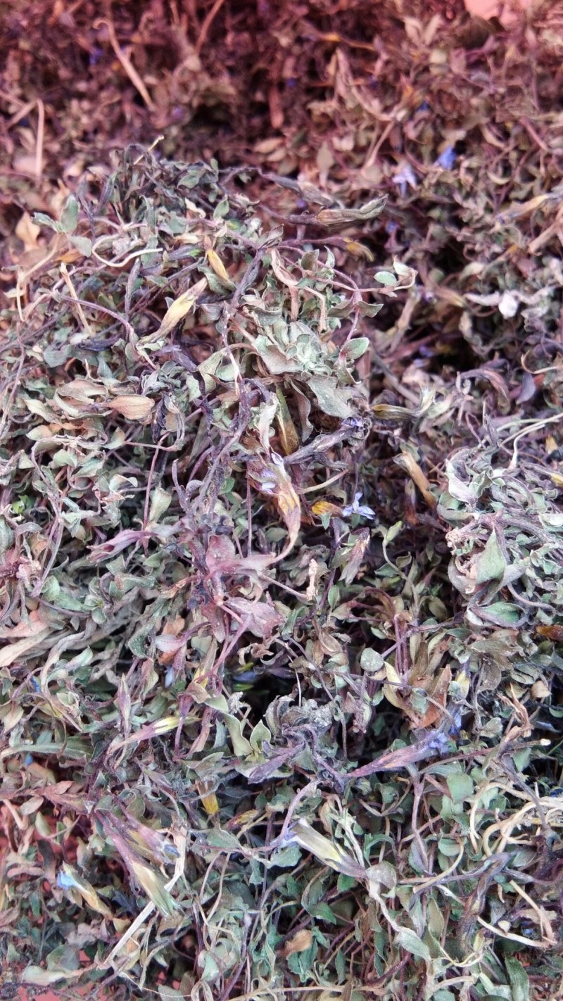 华南龙胆草