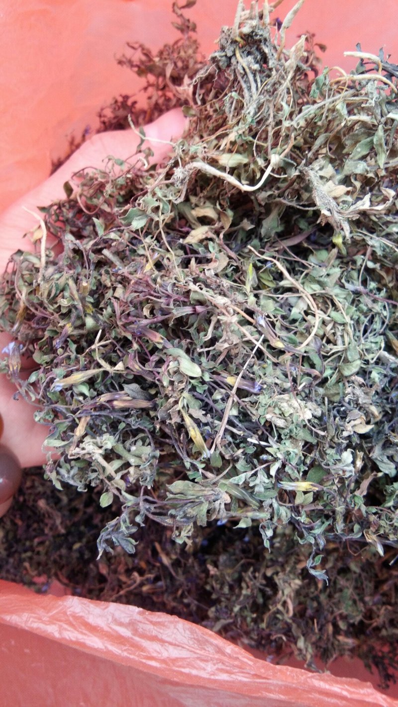 华南龙胆草