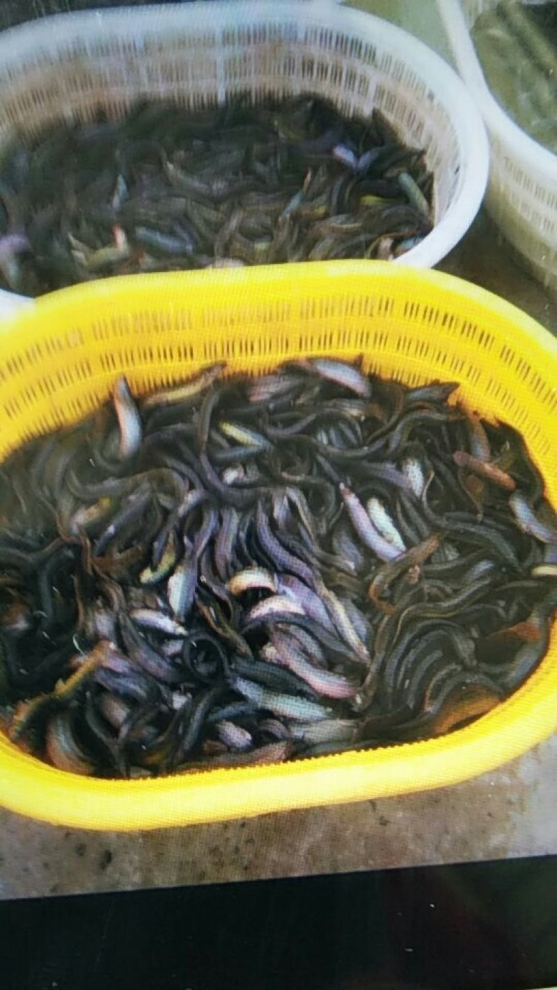 批发台湾泥鳅，20至30个一斤