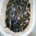 批发台湾泥鳅，20至30个一斤