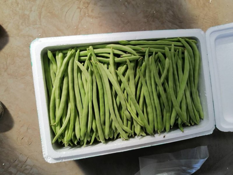 芸豆，四季豆代收各种精品寿光货，根茎类，茄果类，调味类。