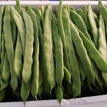 芸豆，四季豆代收各种精品寿光货，根茎类，茄果类，调味类。
