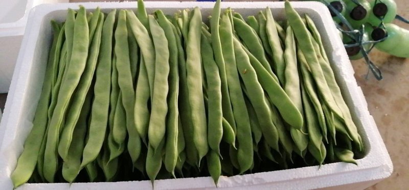 芸豆，四季豆代收各种精品寿光货，根茎类，茄果类，调味类。