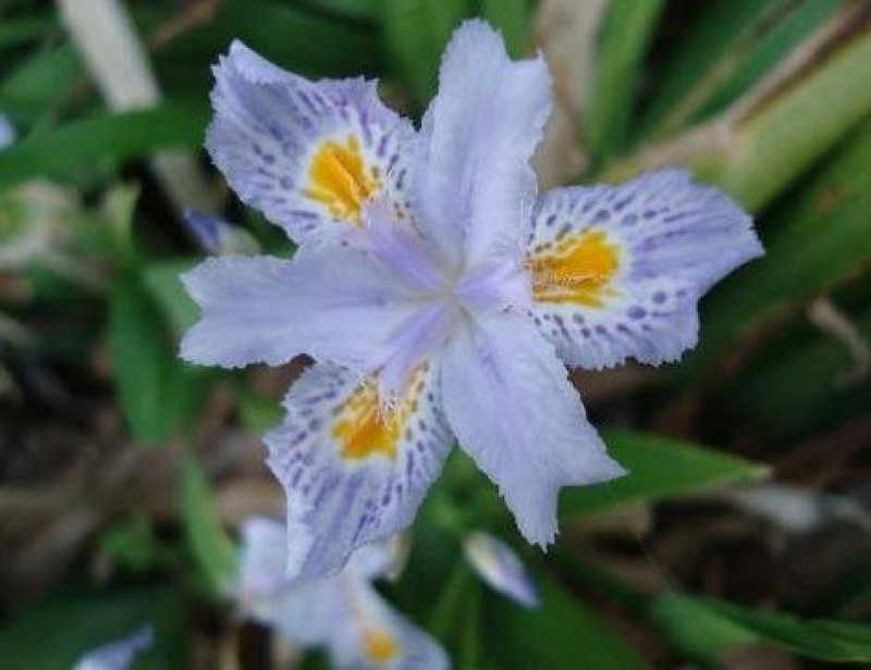 扁竹叶，蝴蝶花，鸢尾花。基地直发品种齐全量大优惠