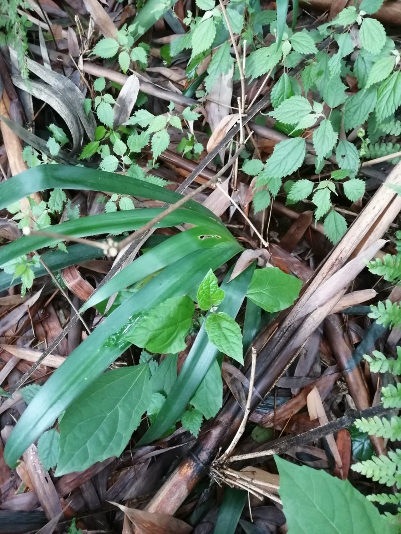 扁竹叶，蝴蝶花，鸢尾花。基地直发品种齐全量大优惠