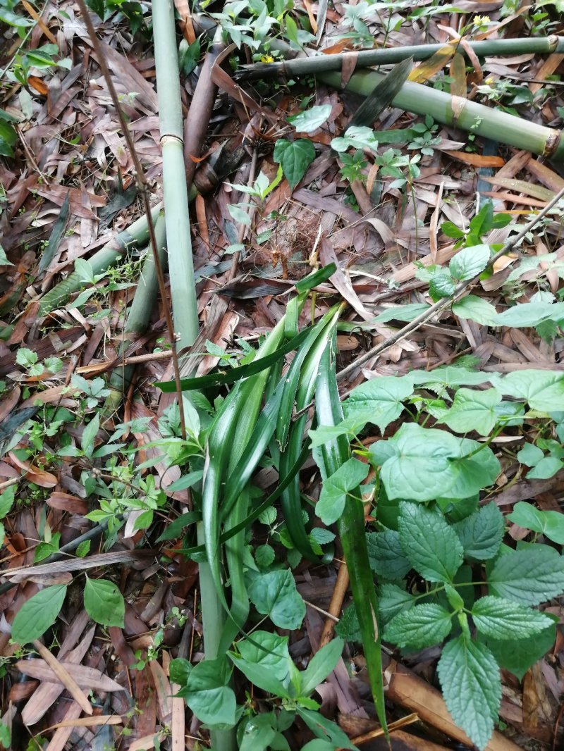 扁竹叶，蝴蝶花，鸢尾花。基地直发品种齐全量大优惠