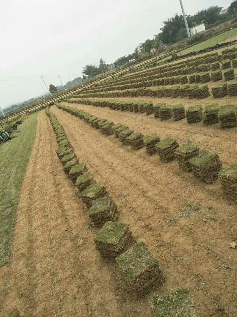 马尼拉