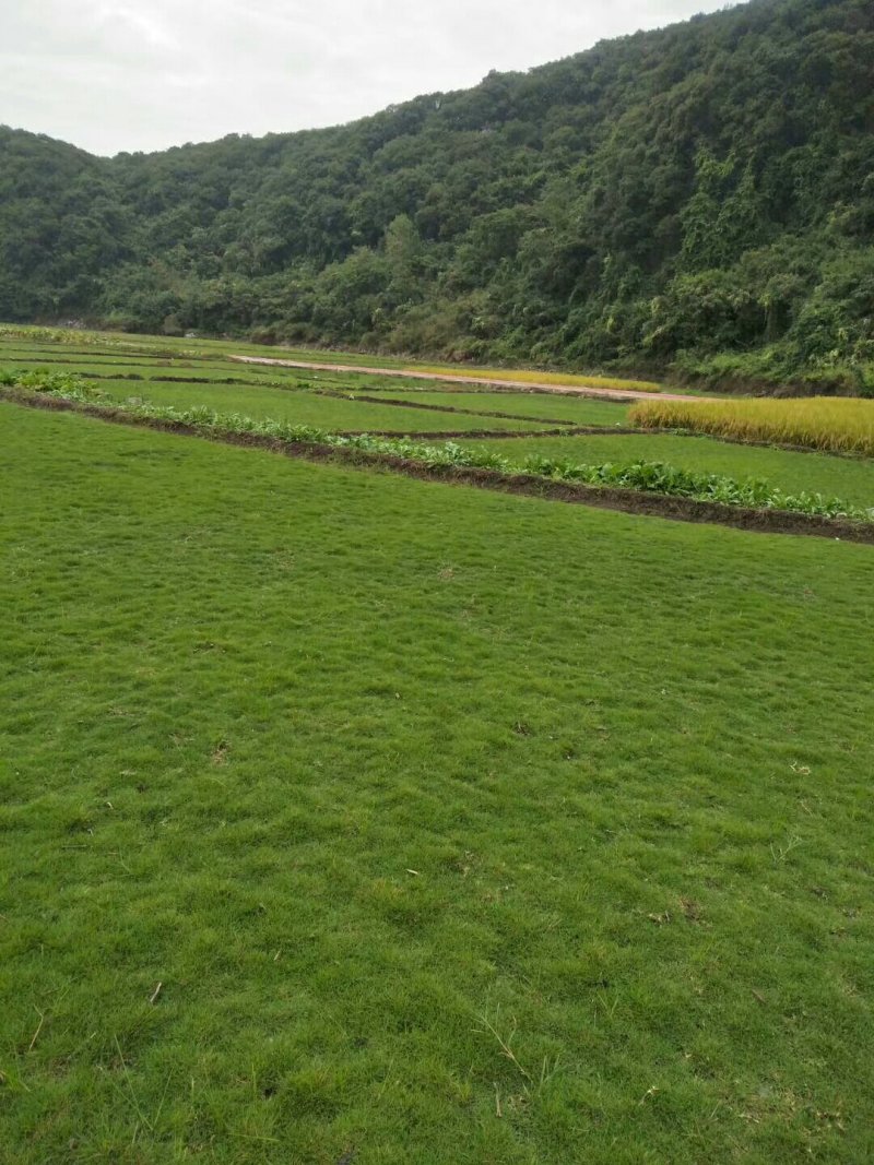 马尼拉