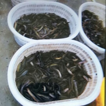 台湾泥鳅，品质好，大小均。