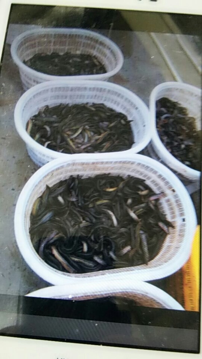 台湾泥鳅，品质好，大小均。