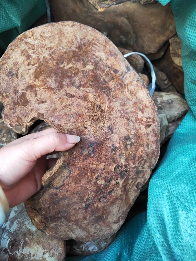 云南野生赤灵芝无柄赤灵芝