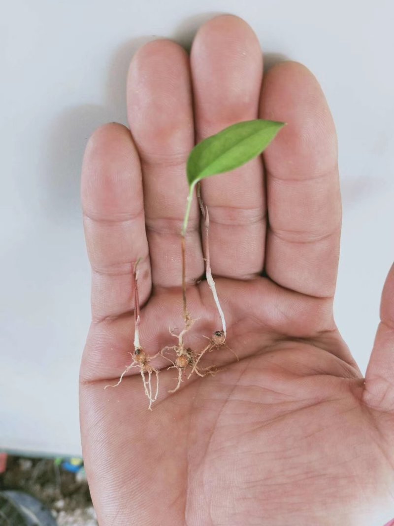 土茯苓苗正宗白肉土茯苓苗品种纯正基地直销