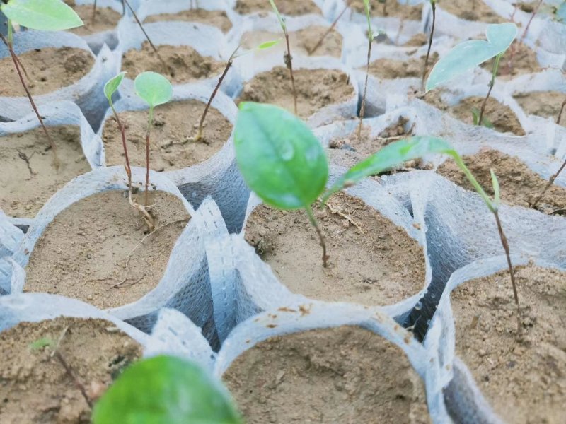 土茯苓苗正宗白肉土茯苓苗品种纯正基地直销