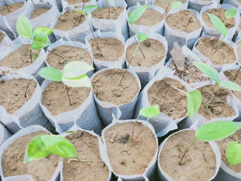 土茯苓苗正宗白肉土茯苓苗品种纯正基地直销