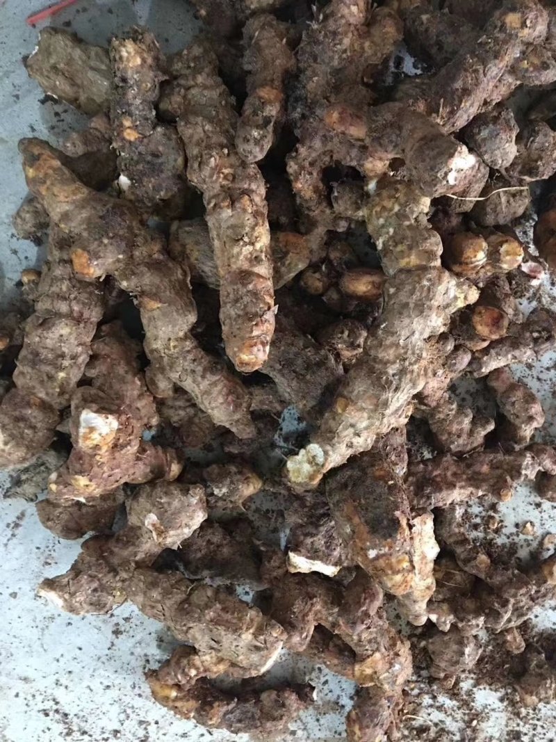 土茯苓苗正宗白肉土茯苓苗品种纯正基地直销