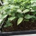 〔香樟〕枝叶繁茂长势旺盛【耐寒芳香】物流全国