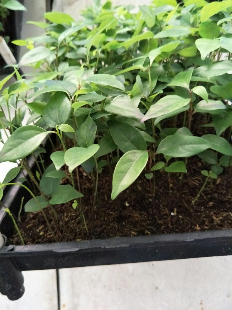 〔香樟〕枝叶繁茂长势旺盛【耐寒芳香】物流全国