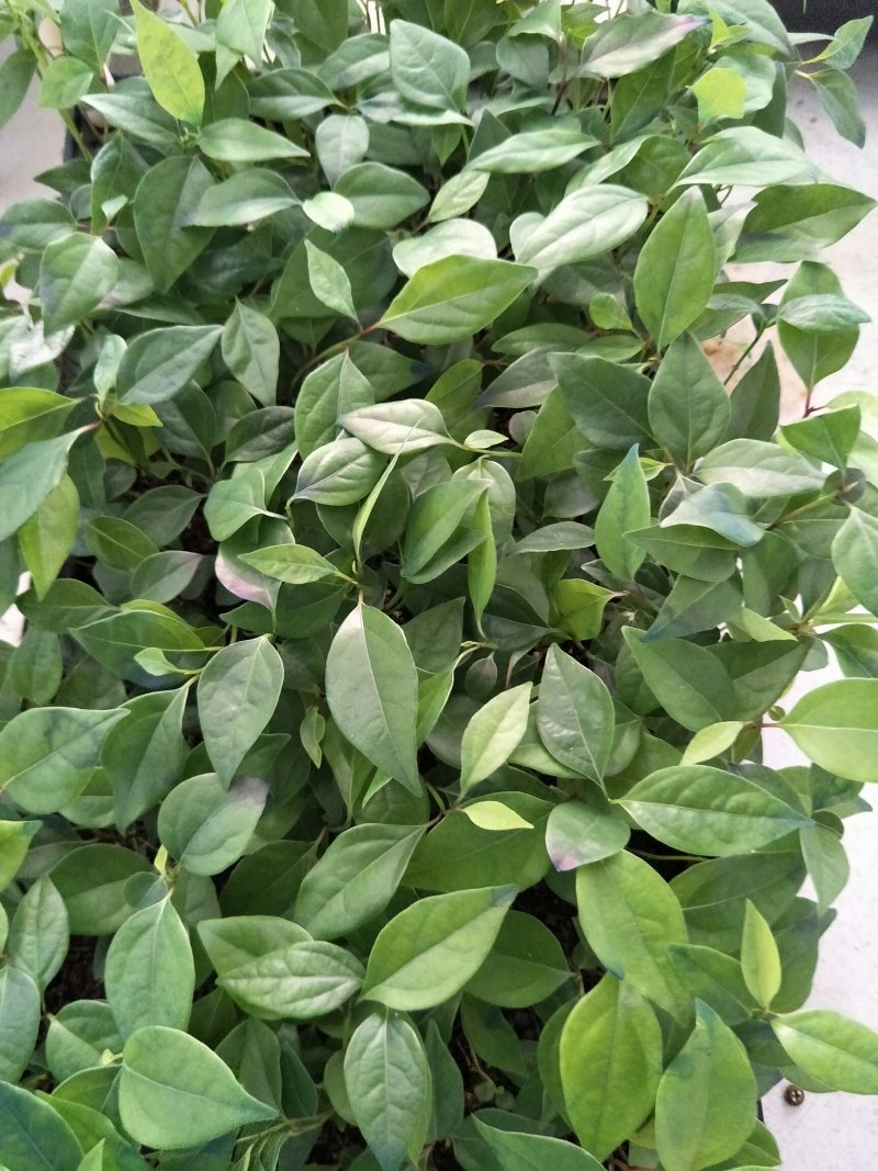 〔香樟〕枝叶繁茂长势旺盛【耐寒芳香】物流全国