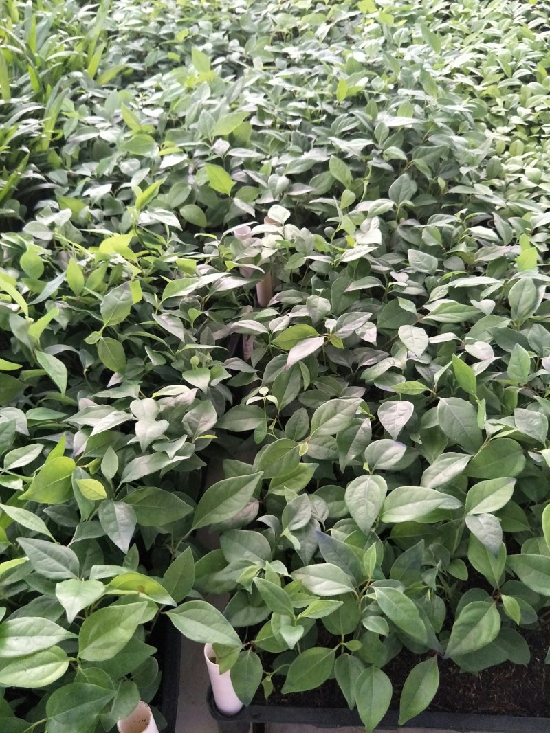 〔香樟〕枝叶繁茂长势旺盛【耐寒芳香】物流全国