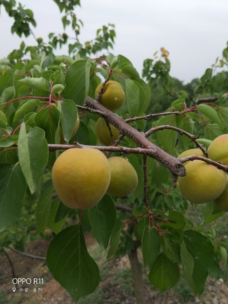 南阳杏金太阳杏大量上市中原产地批发、正正在热销中