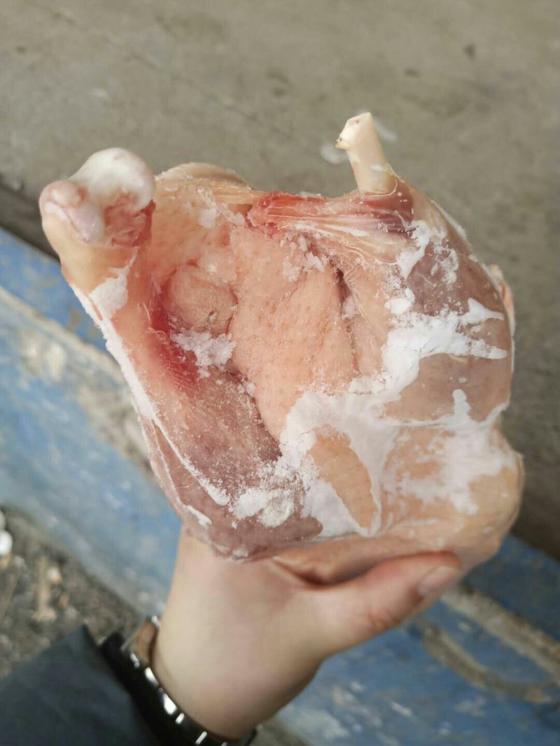 二级白条鸭