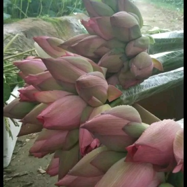 新鲜现采荷花.鲜切鲜花正宗湘莲荷花