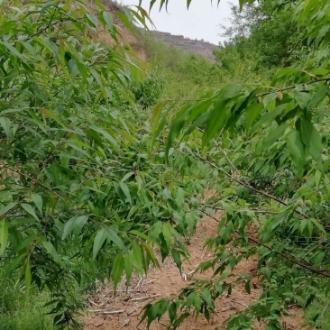 山桃