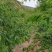 山桃