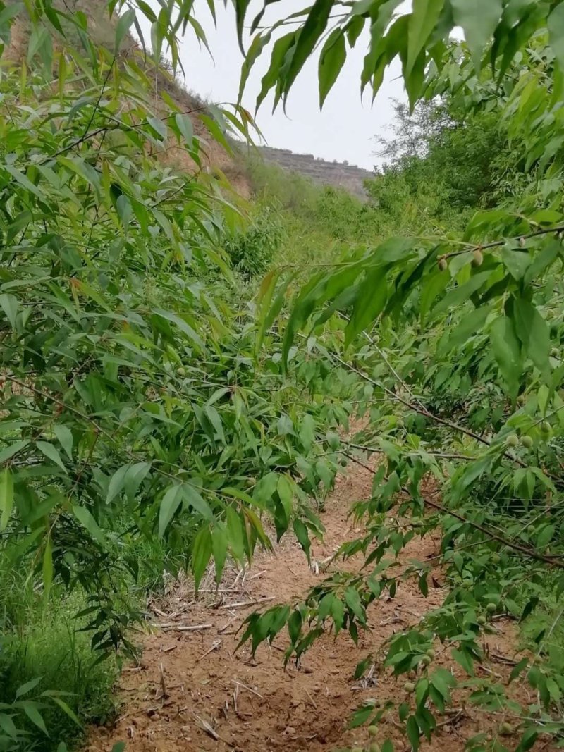 山桃