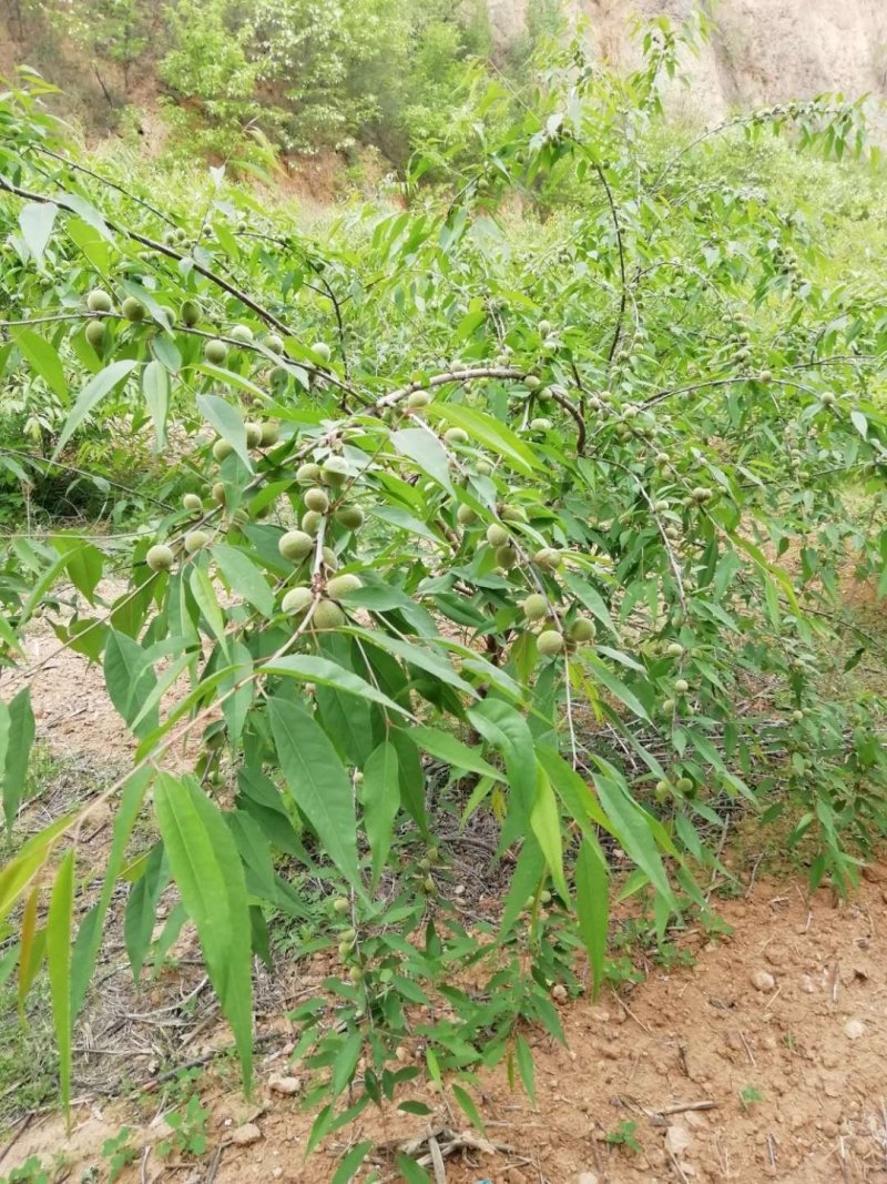 山桃