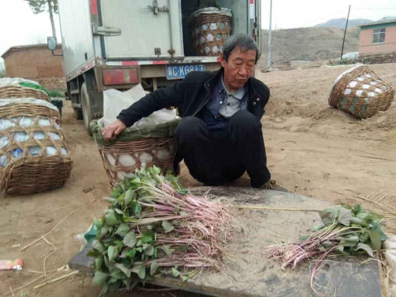 红薯苗