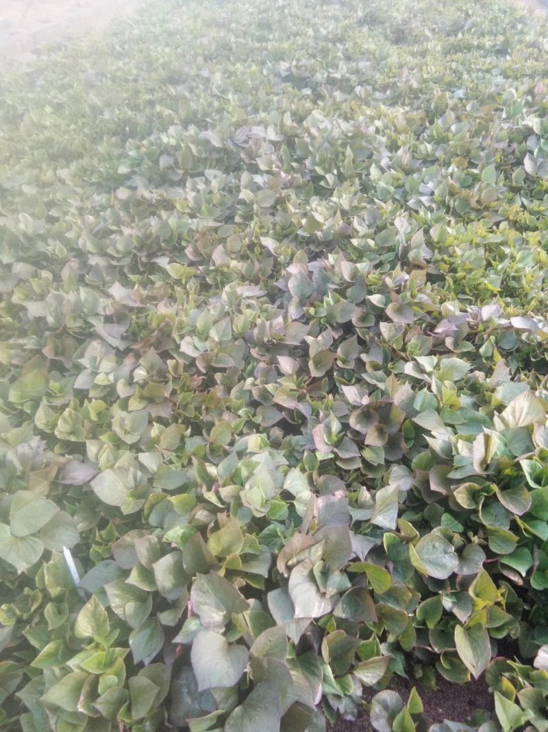红薯苗