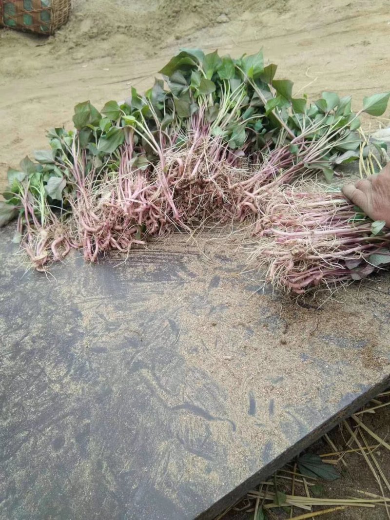 红薯苗