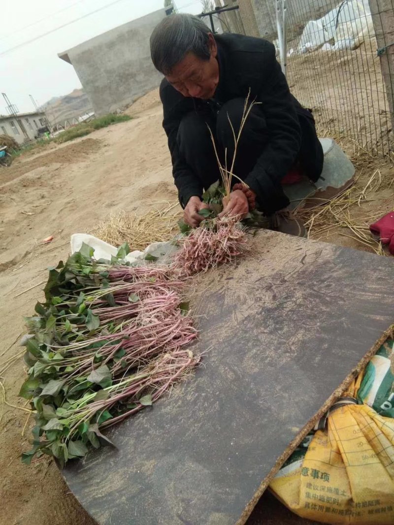 红薯苗