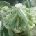 【花菜】河北有机菜花松花菜一手货源产地直发好货