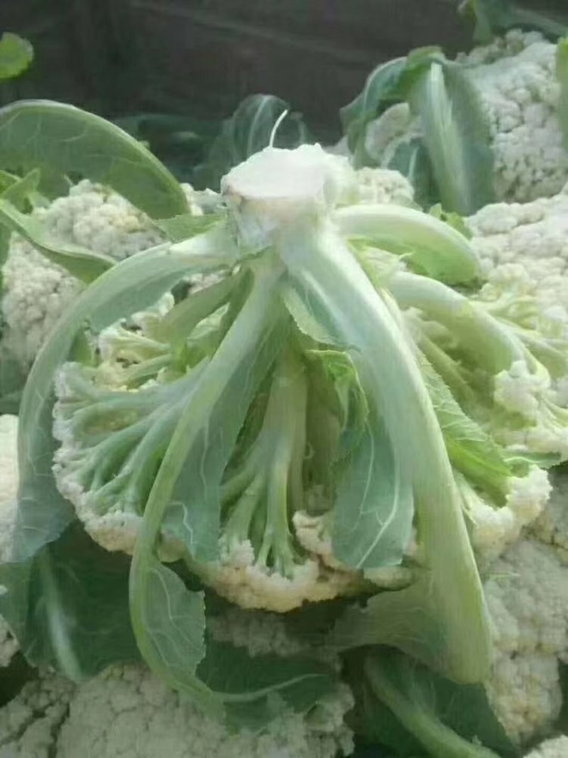 【花菜】河北有机菜花松花菜一手货源产地直发好货