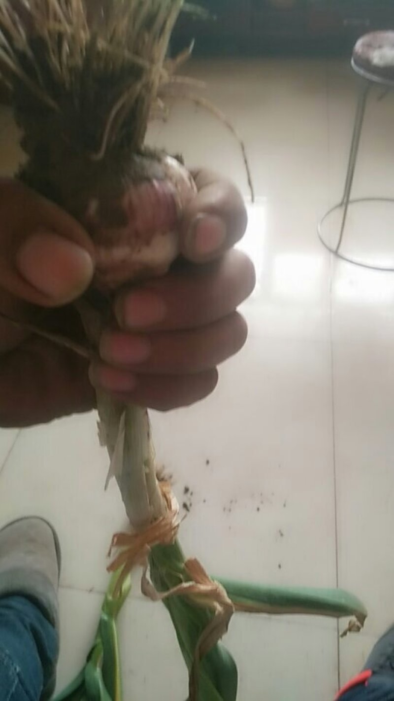 收蒜的客户看看质量怎么样