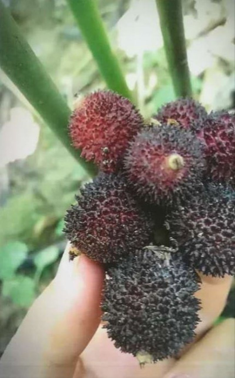 正宗阳春春砂仁过药检含量高