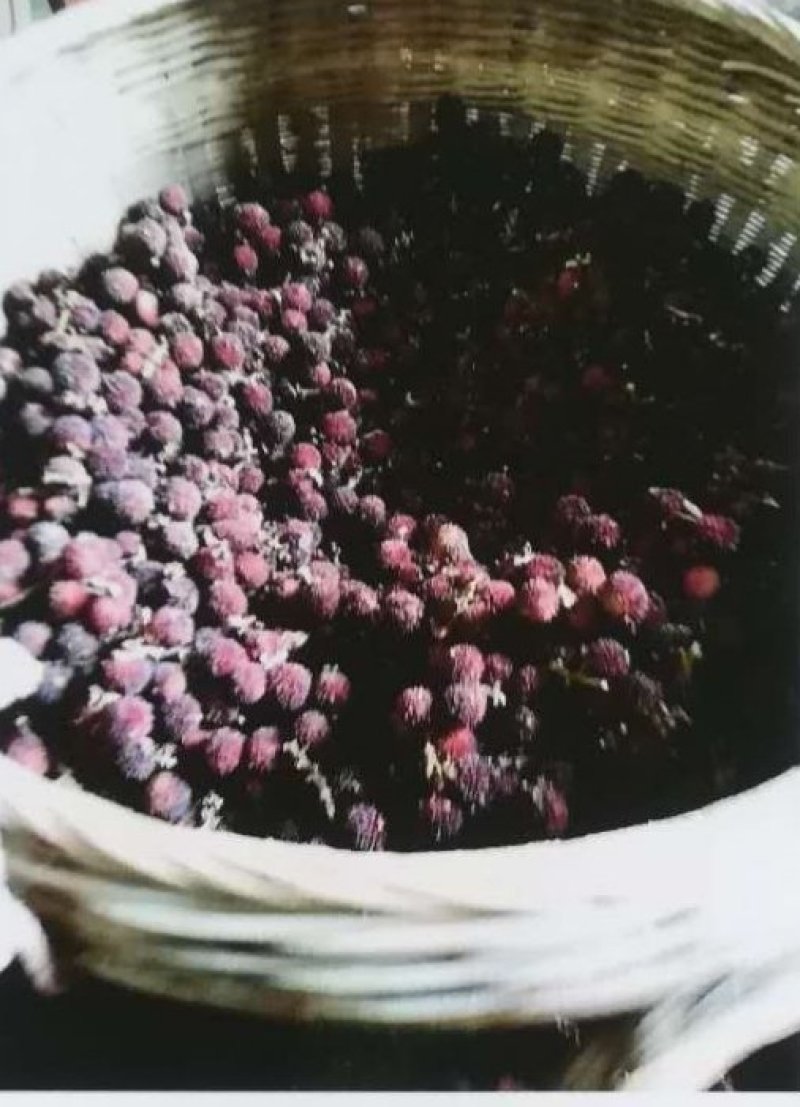 正宗阳春春砂仁过药检含量高