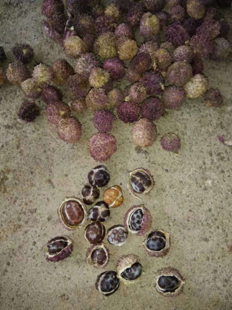 正宗阳春春砂仁过药检含量高