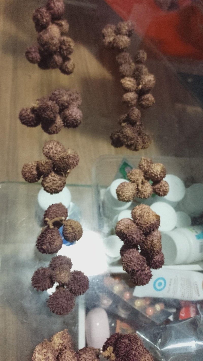 正宗阳春春砂仁过药检含量高