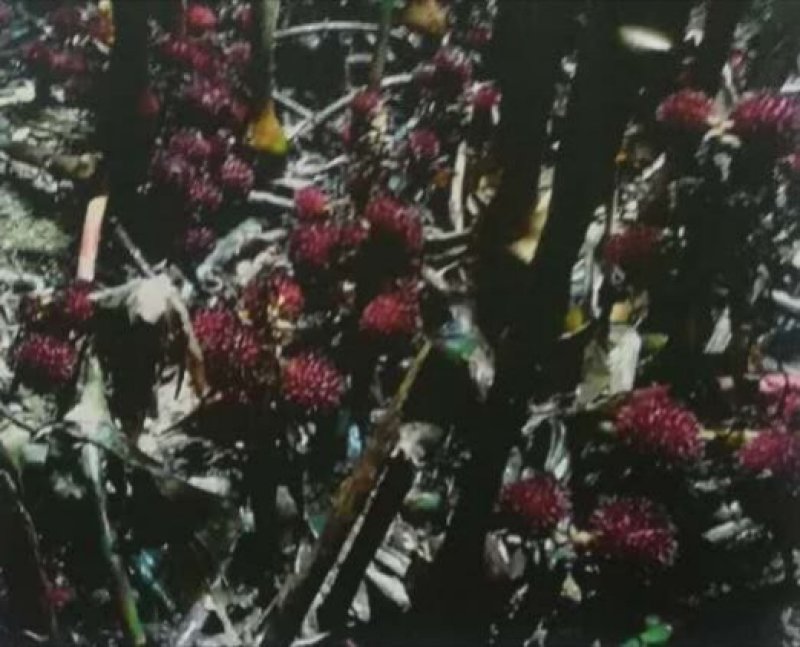 正宗阳春春砂仁过药检含量高