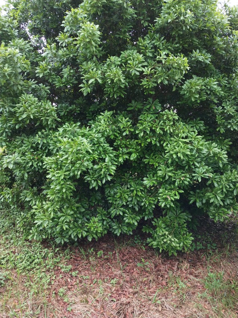 东槐杨梅成年树