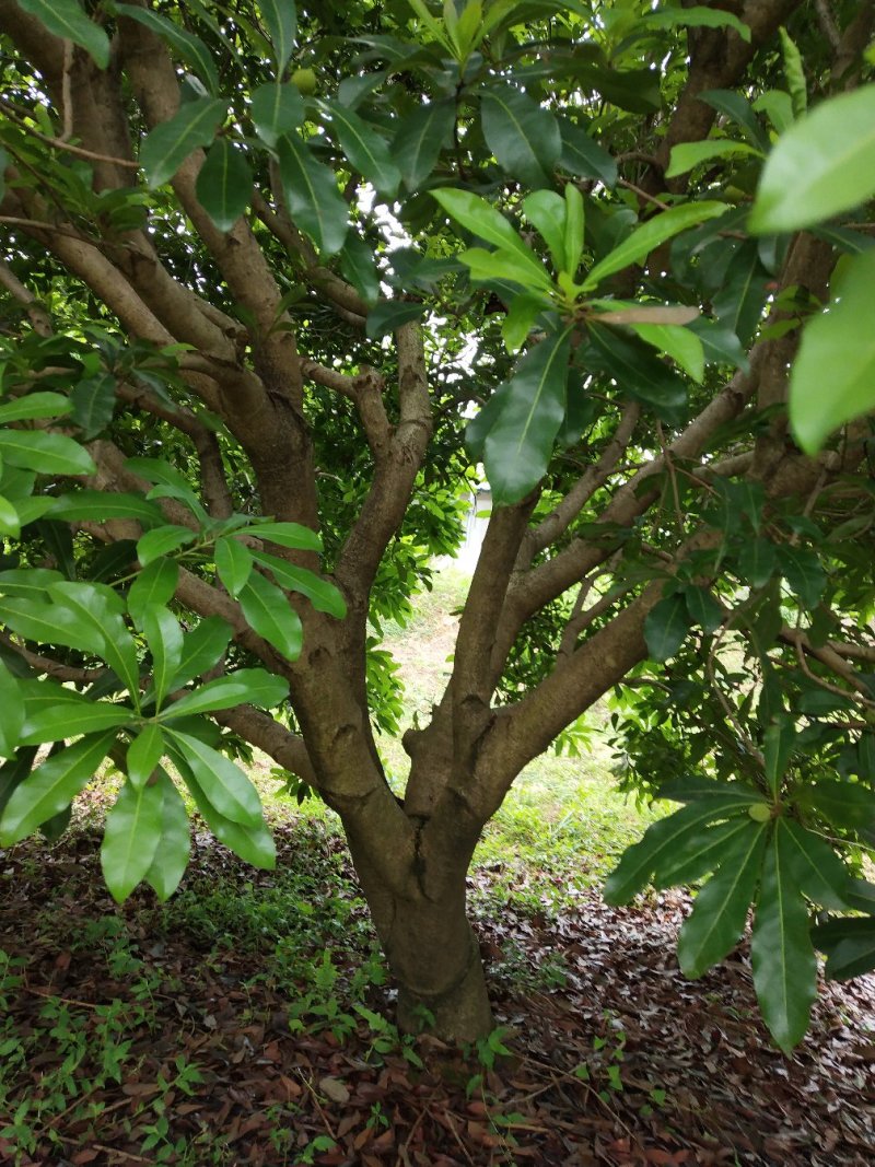 东槐杨梅成年树