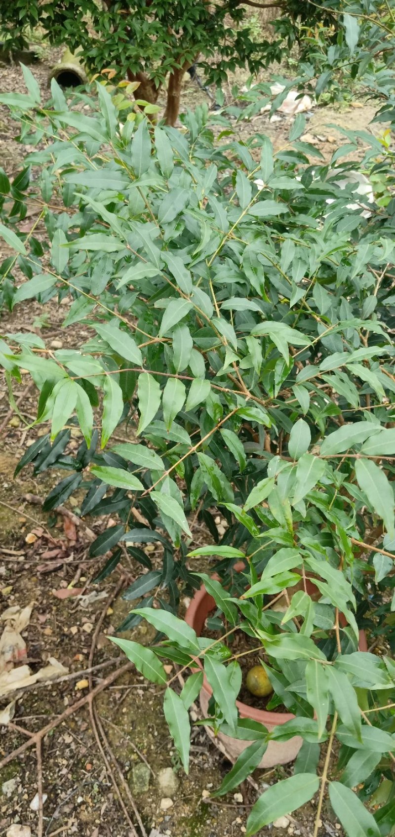 阿根廷嘉宝果苗