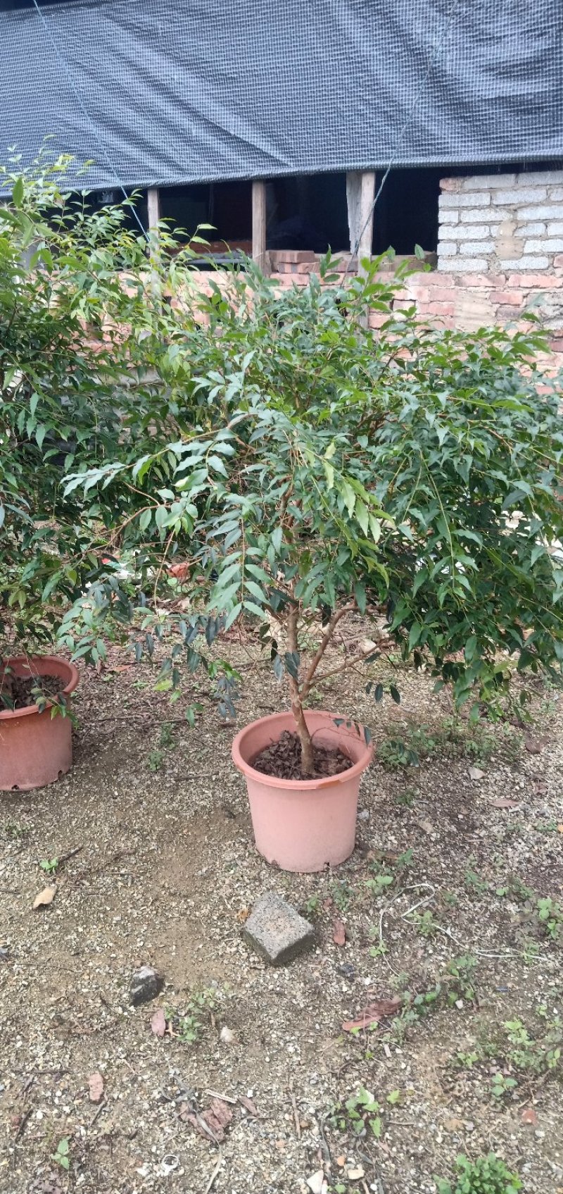 阿根廷嘉宝果苗