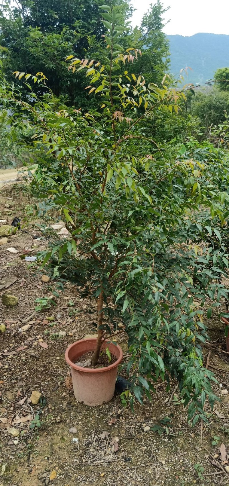 阿根廷嘉宝果苗