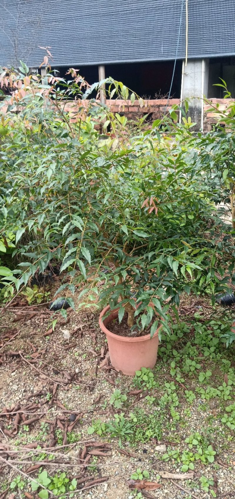 阿根廷嘉宝果苗